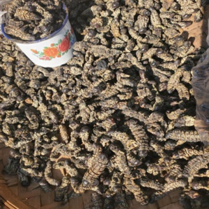 Can mopane worms contribute to food tourism in Botswana? Image by Delly Chatibura.