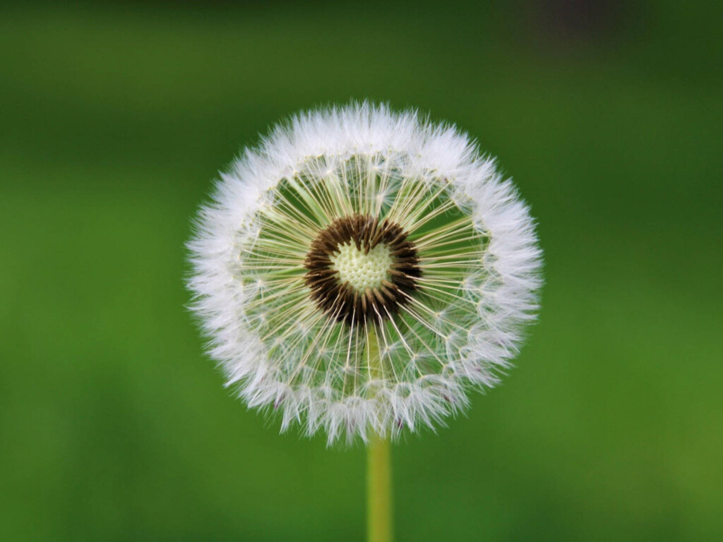 'Wishwashing' tourism. Image by Michaela, at home in Germany • Thank you very much for a like (CC0) via Pixabay. https://pixabay.com/photos/dandelion-heart-wish-wishes-blow-4163657/